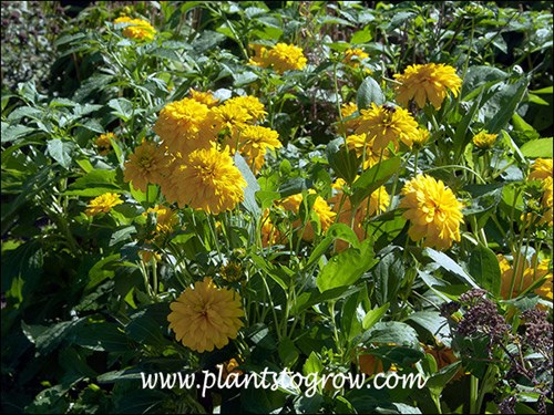 Rudbeckia Goldquelle (Rudbeckia laciniata)
About a 2 foot plant.